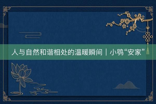 人与自然和谐相处的温暖瞬间｜小鸮“安家”